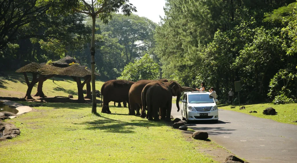 Memberi makan gajah di rung terbuka Taman Safari Prigen